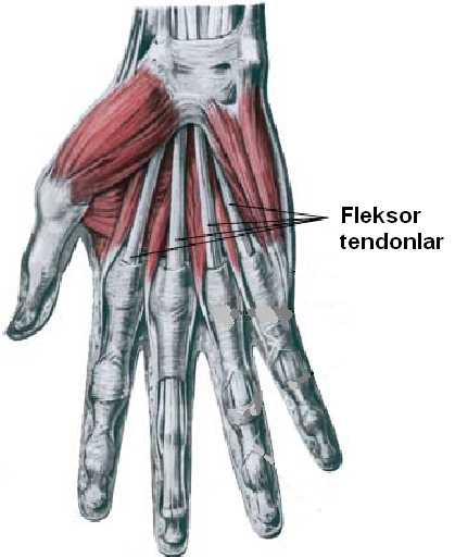 fleksor tendon yaralanmalari istanbul elcerrahisi
