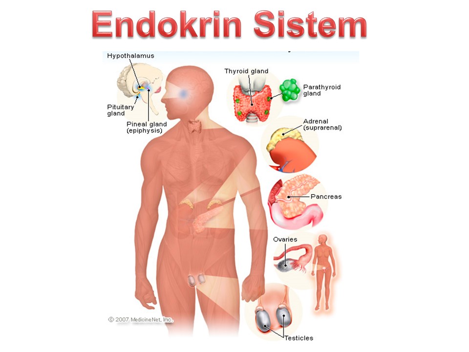 Endokrin Endokrina sjukdomar
